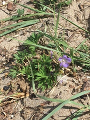 Geranium transbaicalicum