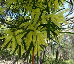 Acacia floribunda