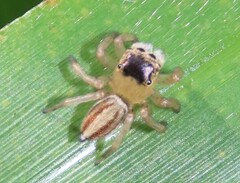 Maratus scutulatus