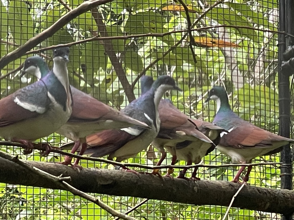 Negros Bleeding-heart photo