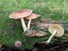 Tricholomopsis rutilans