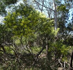 Acacia floribunda