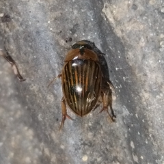 Tropisternus collaris