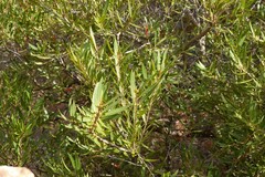 Metrosideros angustifolia