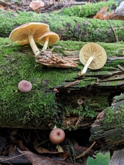 Tricholomopsis rutilans