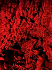 Lithobates berlandieri