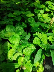 Pilea nummulariifolia