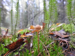 Agaricineae