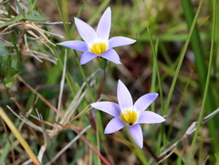 Romulea tabularis