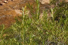 Metrosideros angustifolia