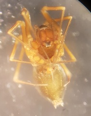 Diplostyla concolor