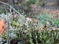 Cladonia fimbriata