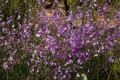 Heliophila juncea