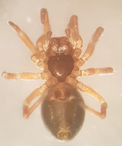 Silometopus incurvatus
