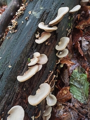 Pleurotus ostreatus