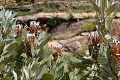 Protea laurifolia