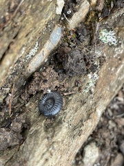 Ommatoiulus rutilans