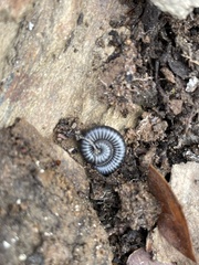 Ommatoiulus rutilans