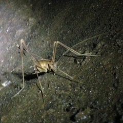 Hadenoecus subterraneus