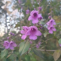 Prostanthera melissifolia