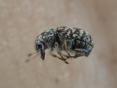 Zygaenodini