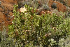 Hyaenanche globosa