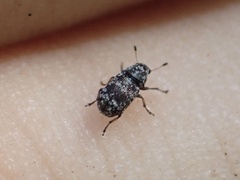 Zygaenodini