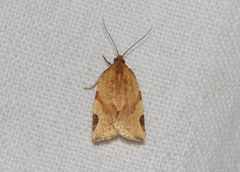 Paramesia gnomana