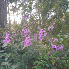 Prostanthera melissifolia