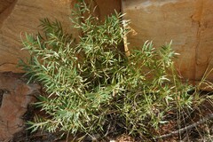 Metrosideros angustifolia