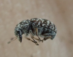 Zygaenodini