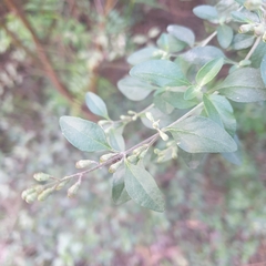 Prostanthera melissifolia