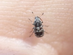 Zygaenodini