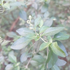 Prostanthera melissifolia