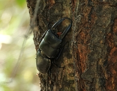 Serrognathus titanus platymelus