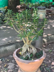 Adenium