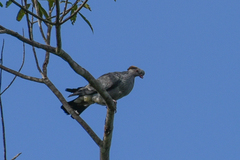 Lopholaimus antarcticus