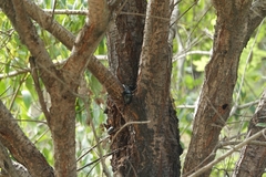 Serrognathus titanus platymelus