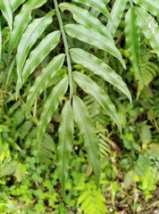 Angiopteris lygodiifolia