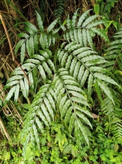 Angiopteris lygodiifolia