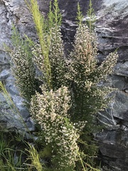 Erica scabriuscula
