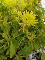 Euphorbia cyparissias