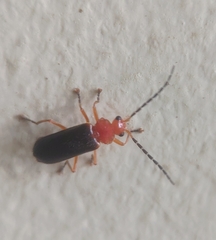 Asiosilis