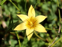 Romulea flava
