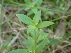 Edrastima