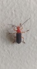 Asiosilis