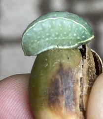 Apoda limacodes