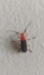 Asiosilis