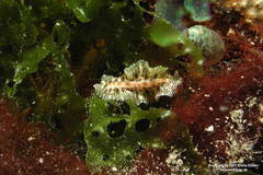Maritigrella eschara