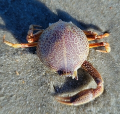 Persephona aquilonaris